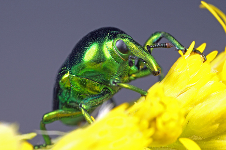 [2007] Giving me the weevil eye! | Insect Archive | Scoop.it