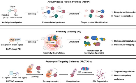 Recent advances in chemical proteomics for protein profiling and targeted degradation | Cin | RMH | Scoop.it