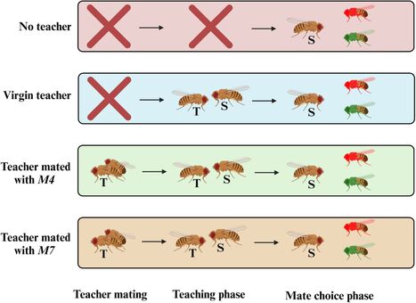 Chemical Mate Choice Copying in Drosophila melanogaster | EntomoNews | Scoop.it