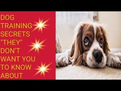 Anthony Louis' Dog Training Secrets They Don't Want You To Know Program Download | Ebooks & Books (PDF Free Download) | Scoop.it