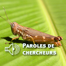 Recensement des arthropodes au Panama, par Yves Roisin, Evolution biologique et Ecologie | EntomoNews | Scoop.it
