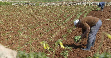 MALTA: Too much spring rain? Farmers say humidity caused crops to mould | MED-Amin network | Scoop.it