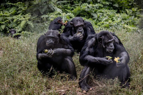 Chimpanzees use medicinal plants to treat themselves and others: What it says about empathy | Here & Now | Empathy Movement Magazine | Scoop.it