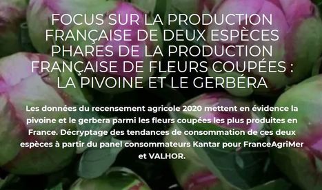 Fleurs coupées produites en France : pivoine et gerbéra | HORTICULTURE | Scoop.it