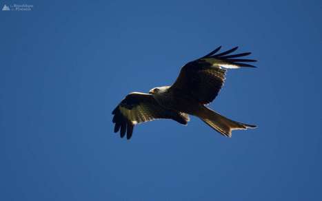 Le grand retour des milans royaux au-dessus des Pyrénées | Les oiseaux au gré du vent | Scoop.it