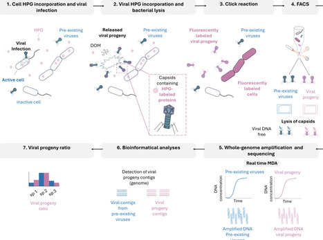 Illuminating the newly produced viruses within the virosphere with BONCAT and single virus genomic sequencing technologies | isme | RMH | Scoop.it