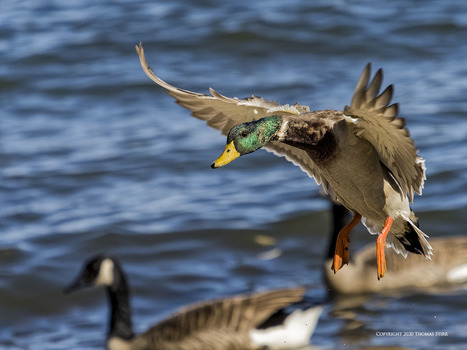 Ducks Using Cluster Area C-AF | Mirrorless Cameras | Scoop.it
