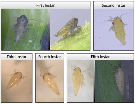 Original Paper in J Integr Pest Manag &bull; P&eacute;rez-L&oacute;pez Lab 2026 &bull; Aster yellows integrated management in Western Canada and the United States Upper Midwest | Originals | Scoop.it