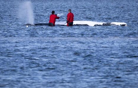 Allemagne&nbsp;: Apr&egrave;s son remorquage, la baleine &agrave; bosse Timmy rel&acirc;ch&eacute;e en Mer du Nord | Biodiversit&eacute; - @ZEHUB on Twitter | Scoop.it