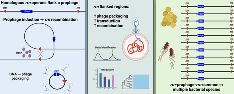 Prophage induction stimulates ribosomal RNA operon recombination and facilitates genome mobility | nar | RMH | Scoop.it