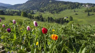 Milieux agricoles : une biodiversité à restaurer pour garantir l’approvisionnement | Les Colocs du jardin | Scoop.it