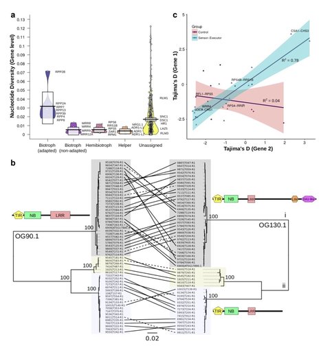 bioRxiv: The Arabidopsis thaliana pan-NLRome (2019) | Plant Pathogenomics | Scoop.it