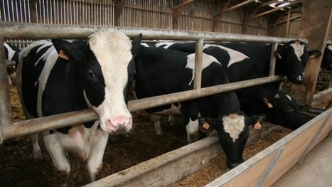 Brésil - Enquête ministérielle sur un cas « atypique » de vache folle | La Gazette des abattoirs | Scoop.it