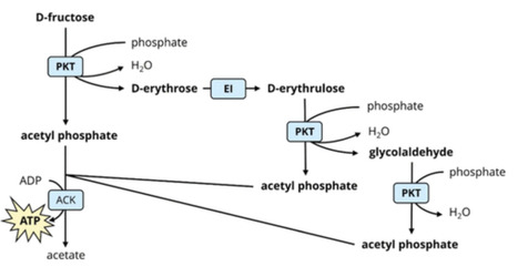 Cell-Free Reaction System for ATP Regeneration from d-Fructose | asb | RMH | Scoop.it
