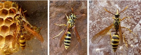 Mimétisme chez les insectes : Une nouvelle hypothèse pour expliquer la précision dans la ressemblance avec la guêpe | EntomoNews | Scoop.it