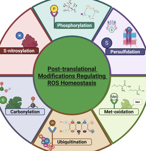 Reactive oxygen species-(ROS) in plant defense: jack-of-all-trades | crb | RMH | Scoop.it