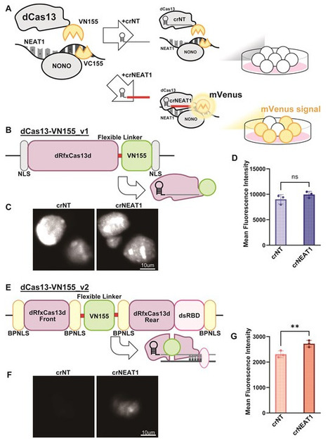 Development of CRISPR/Cas13-based analytical tools to study RNA&ndash;protein interactions | nar | RMH | Scoop.it