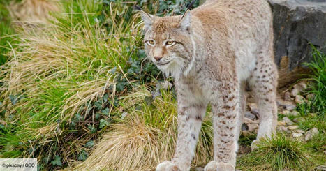 Avec 150 lynx sur son territoire, la France publie un plan pour les protéger | Biodiversité | Scoop.it