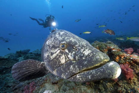 Méditerranée : des aires marines toujours plus protégées, pourquoi, comment, l'article à lire pour bien comprendre | Biodiversité | Scoop.it