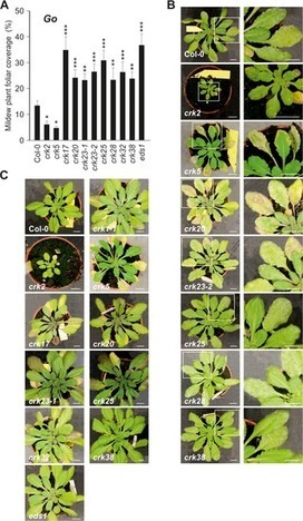 PLoS Genetics: Large-Scale Phenomics Identifies Primary and Fine-Tuning Roles for CRKs in Responses Related to Oxidative Stress (2015) | Publications from The Sainsbury Laboratory | Scoop.it
