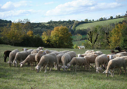 Les conduites alternatives à l'utilisation d'hormones pour la reproduction des brebis laitières en Nord-Occitanie et dans les Pyrénées-Atlantiques | SCIENCES DE L' ANIMAL | Scoop.it