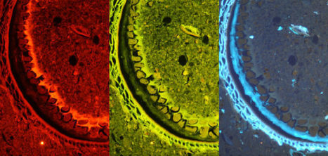 Pronkjewail&nbsp; | Mucosal Immunity | Scoop.it