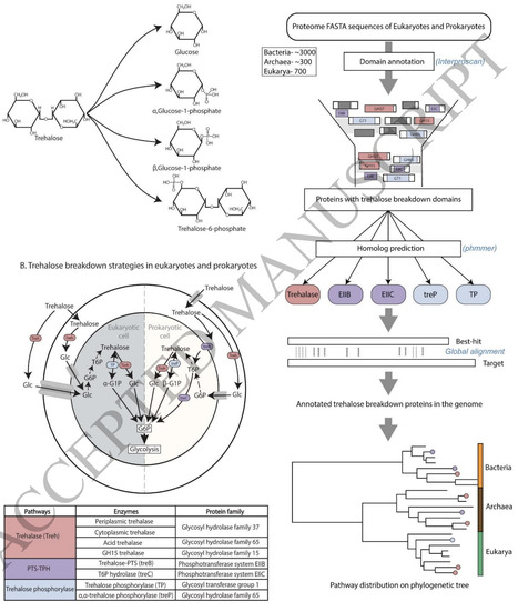 Evolutionary analysis of Trehalose breakdown pathways | gbe | RMH | Scoop.it