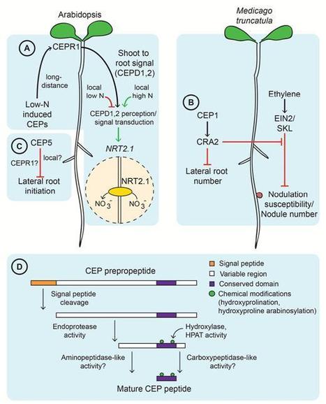 CEP peptide hormones: key players in orchestrating nitrogen-demand signalling, root nodulation, and lateral root development | Plant-Microbe Symbiosis | Scoop.it