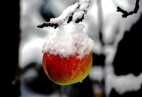 Winterapfel | kostenlose-Bilder | Scoop.it