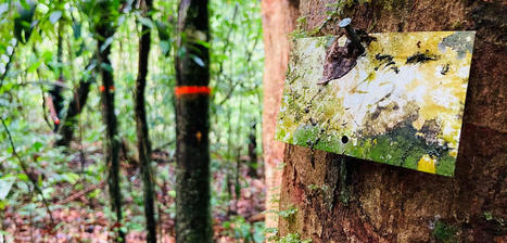 Le grand inventaire de la forêt guyanaise | Biodiversité | Scoop.it