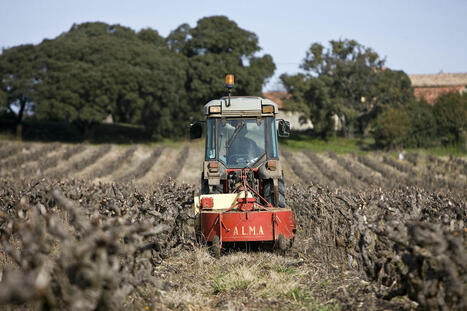 Arrachage de vignes : l’Ardèche s’y met | Lablachère, Sud Ardèche | Scoop.it