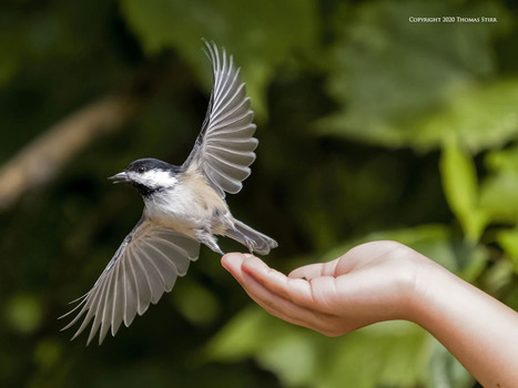 Bird in the Hand | Mirrorless Cameras | Scoop.it