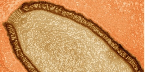 Un virus g&eacute;ant de 30 000 ans sort du sol glac&eacute; de Sib&eacute;rie | Microbiologie | Scoop.it