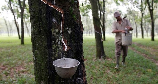 Tiremakers launch platform to promote natural rubber, prevent deforestation - Daily Sabah