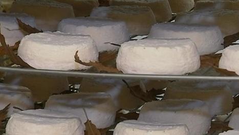 Mothais sur feuille : un ch&egrave;vre d'exception | Actualit&eacute;s de l'&eacute;levage | Scoop.it