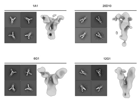 Human Monoclonal Antibodies that Target Clade 2.3.4.4b H5N1 Hemagglutinin - bioRxiv | Virus World | Scoop.it