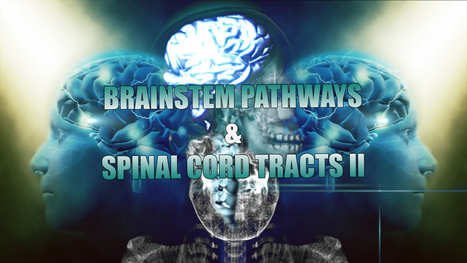Receptors, Brainstem Pathways And Spinal Cord Tracts | Part II | Spine Health & Spinal Hygiene | Scoop.it