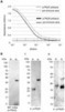 PLoS ONE: Algae-Produced Pfs25 Elicits Antibodies That Inhibit Malaria Transmission | Virology News | Scoop.it