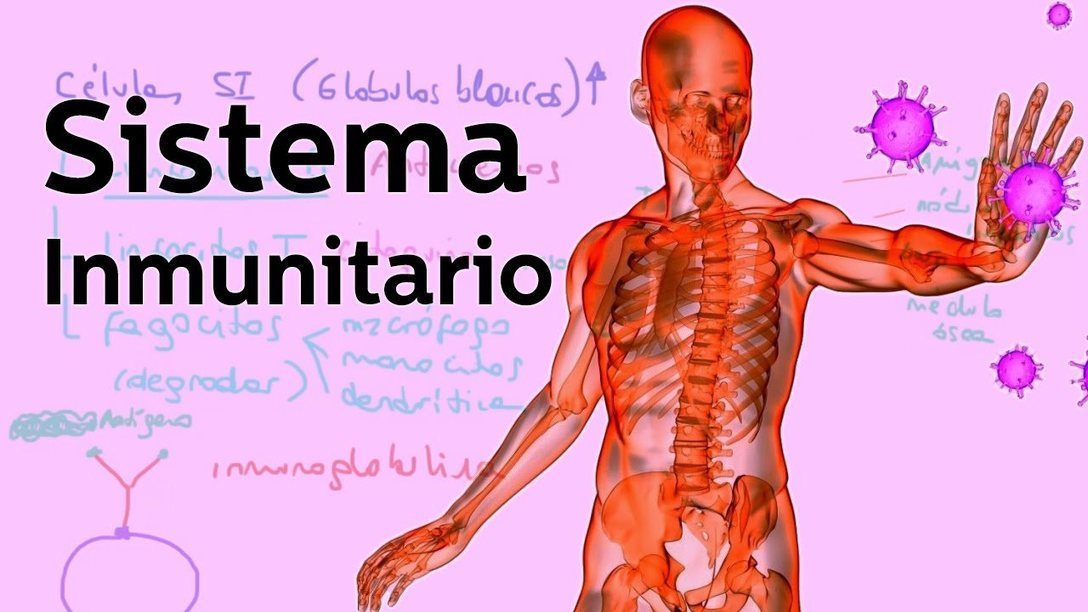 Resultado de imagen para sistema inmunitario