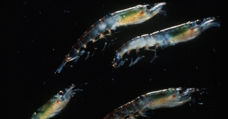 Climate Change Could Put Krill at Big Risk | Amazing Science | Scoop.it