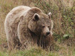 Ours et chasse : FERUS ET CEA rétablissent quelques vérités | FERUS | Pastoralisme Ours Loups Lynx | Scoop.it