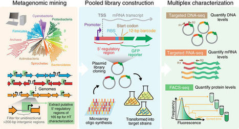 Metagenomic mining of regulatory elements enables programmable species-selective gene expression | RMH | Scoop.it