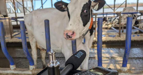 ‘Duolingo of cow language’: Canadian researchers decipher mood based on moos - Halifax | Globalnews.ca | Language and Culture | Scoop.it