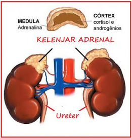 Organ Tubuh Gambar - Blog Kesehatan Anda