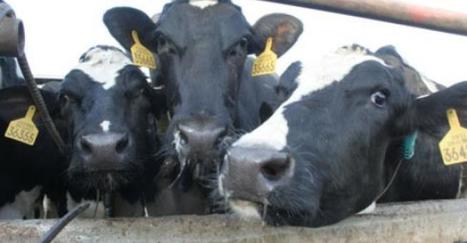 Dairy supply crunch challenging global market | L'ECHO DEMETER | Scoop.it