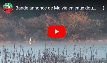 Scorbé-Clairvaux : ils mettent à l’écran les zones humides | Variétés entomologiques | Scoop.it