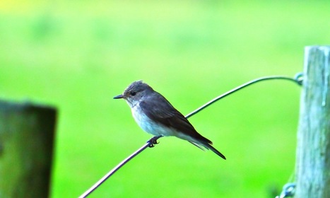 The intoxicated world of the spotted flycatcher | World Science Environment Nature News | Scoop.it