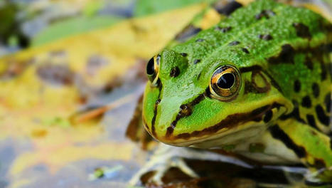 Grenouilles, crapauds, salamandres… pourquoi ces espèces sont plus que jamais menacées ? | Changement climatique & Biodiversité | Scoop.it