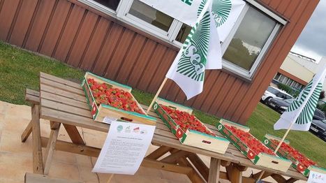 Fleury-Les-Aubrais : des fraises de Sologne offertes aux salariés de l'abattoir Tradival | La Gazette des abattoirs | Scoop.it