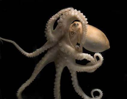 “Smart” Cephalopods Trade Off Genome Evolution for Prolific RNA Editing | Genetics - GEG Tech top picks | Scoop.it